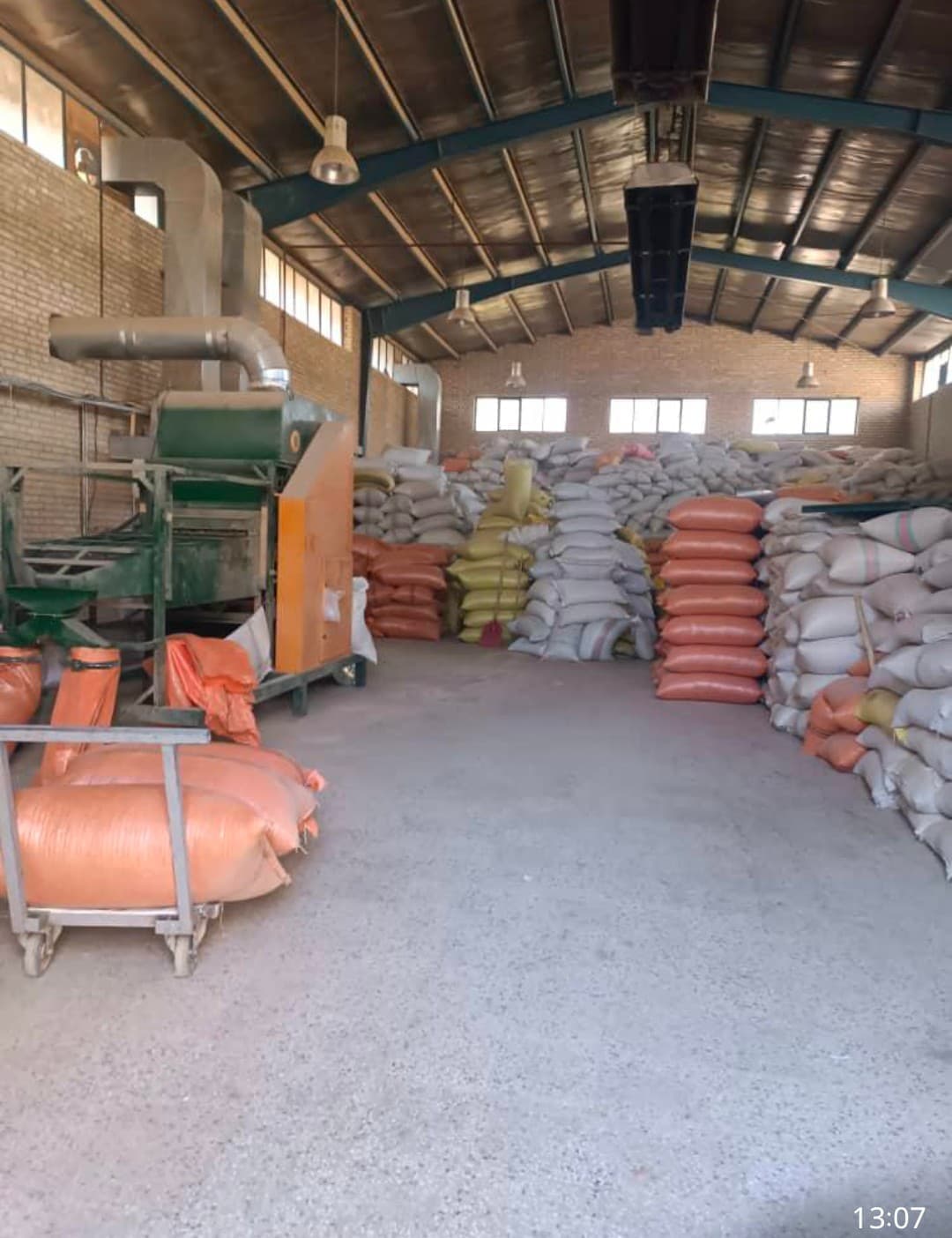 خرید بذر گشنیز صادراتی + همکاری با تأمین‌کننده معتبر